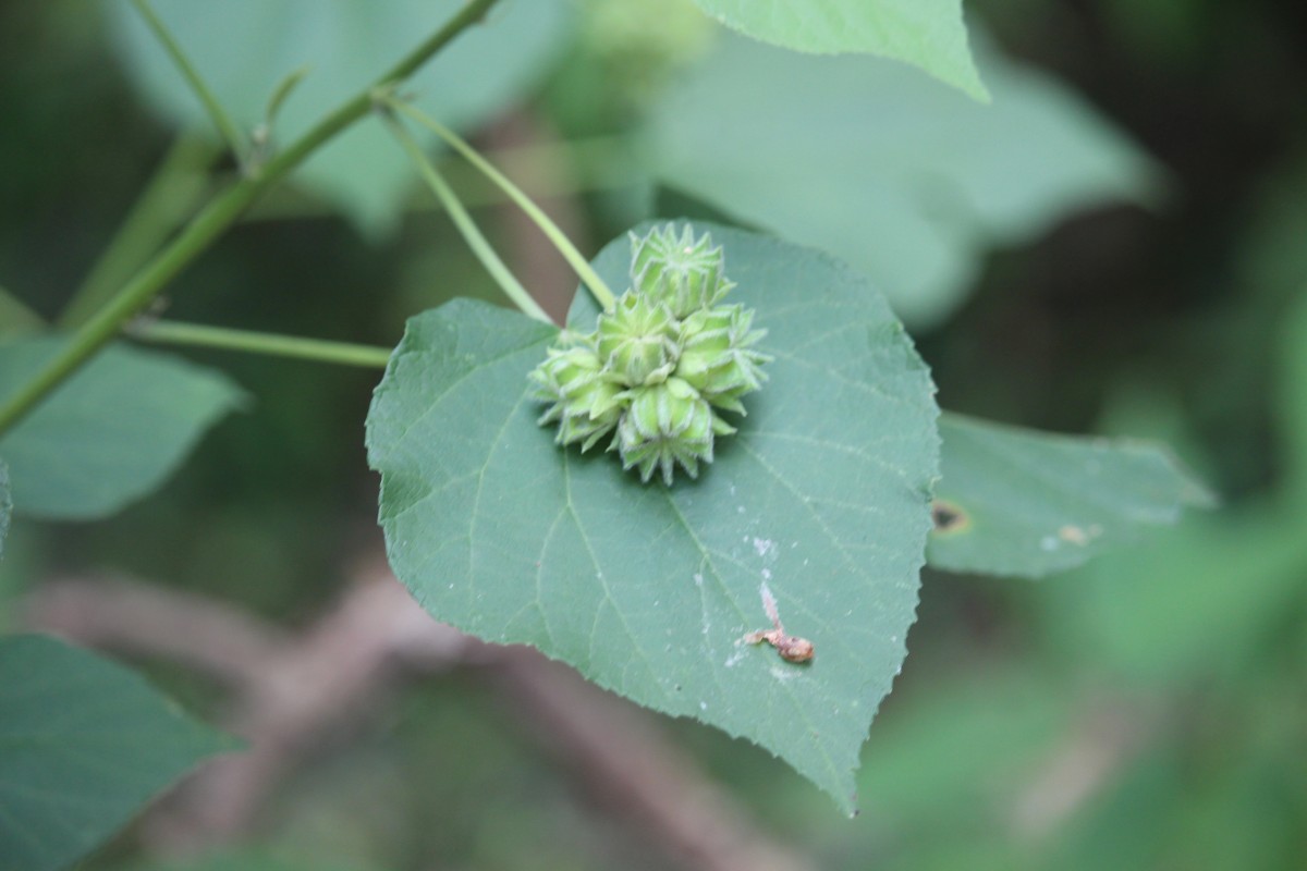 Abutilon subumbellatum Philcox